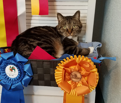 Boomer the cat supervises the ribbons.
